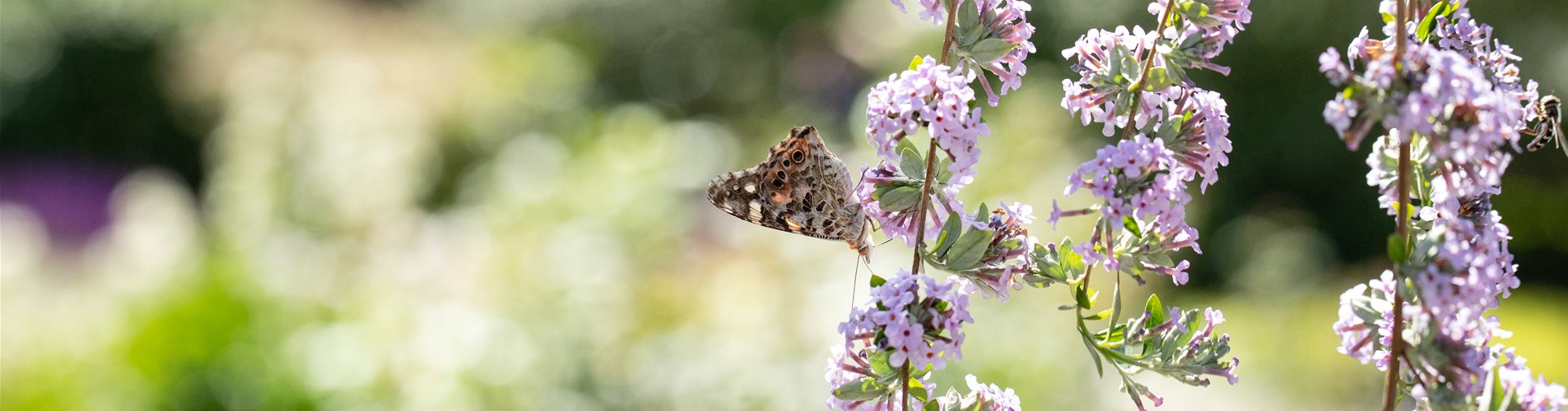 Schmetterling auf Sommerflieder