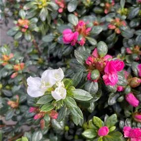 Azalea japonica Evergreen Duos