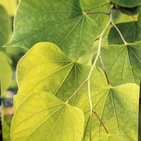 Cercis canadensis Hearts of Gold