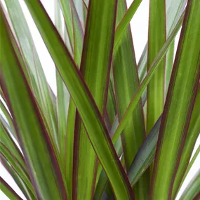 Dracaena marginata 5-stämmig