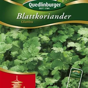 Blattkoriander Cilantro