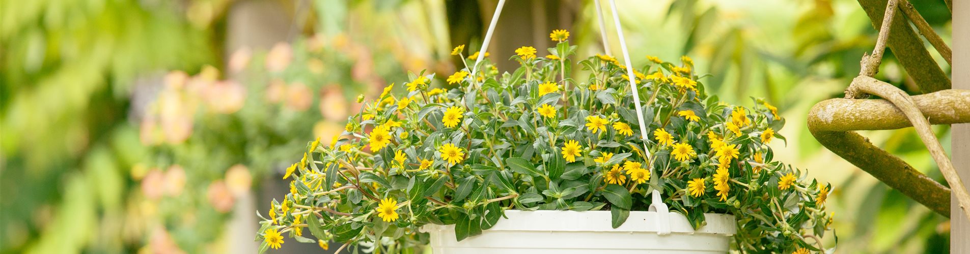 Sanvitalia procumbens Sanvitalia procumbens