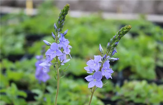 Großer Ehrenpreis.JPG Großer Ehrenpreis.JPG