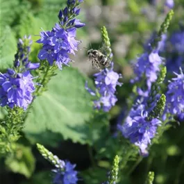 Rewisa Veronica teucrium