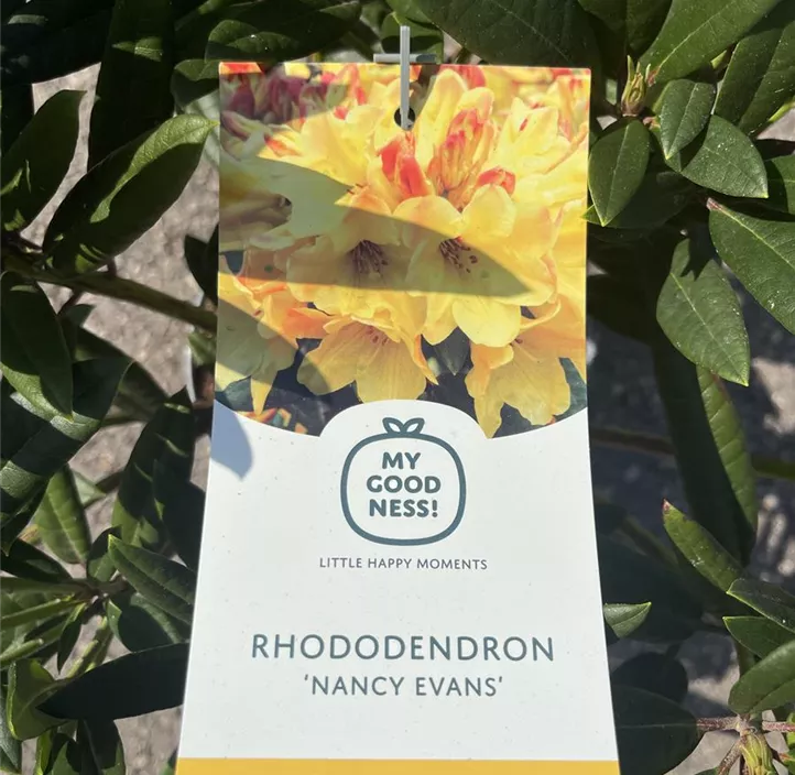 Rhododendron-Hybride 'Nancy Evans'