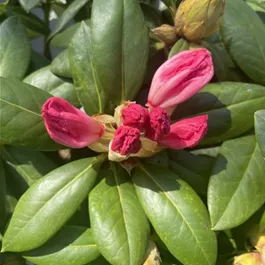 Rhododendron Hybride Scyphocalix