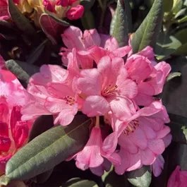 Rhododendron Hybride Virginia Richards