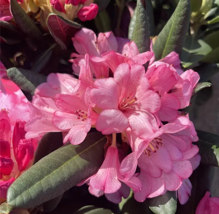 Rhododendron-Hybride 'Virginia Richards'