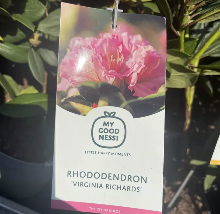 Rhododendron-Hybride 'Virginia Richards'