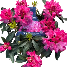 Rhododendron XXL