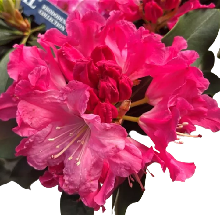 Rhododendron 'XXL'