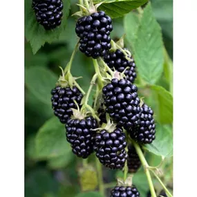 Rubus fruticosus Black Satin