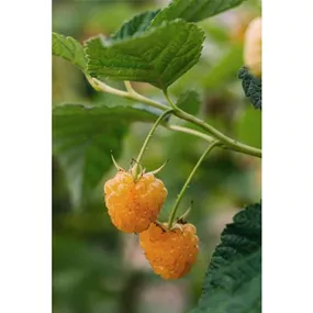 Rubus idaeus Autumn Sun
