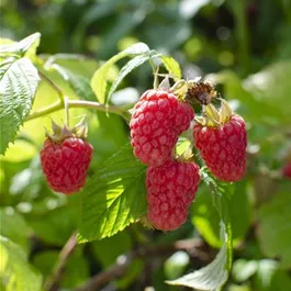 Rubus idaeus Heritage