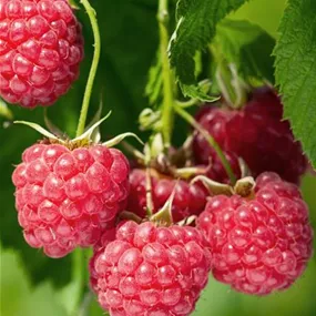 Rubus idaeus Malling Promise