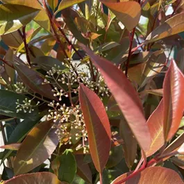 Photinia fraseri Red Robin Spalier