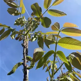 Juglans regia Apollo