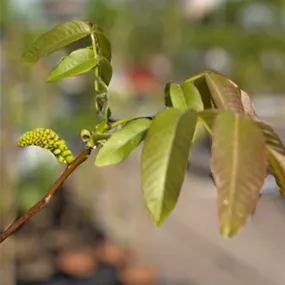 Juglans regia Geisenheim 120