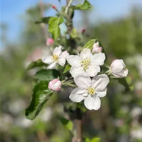 Malus domestica Redcats