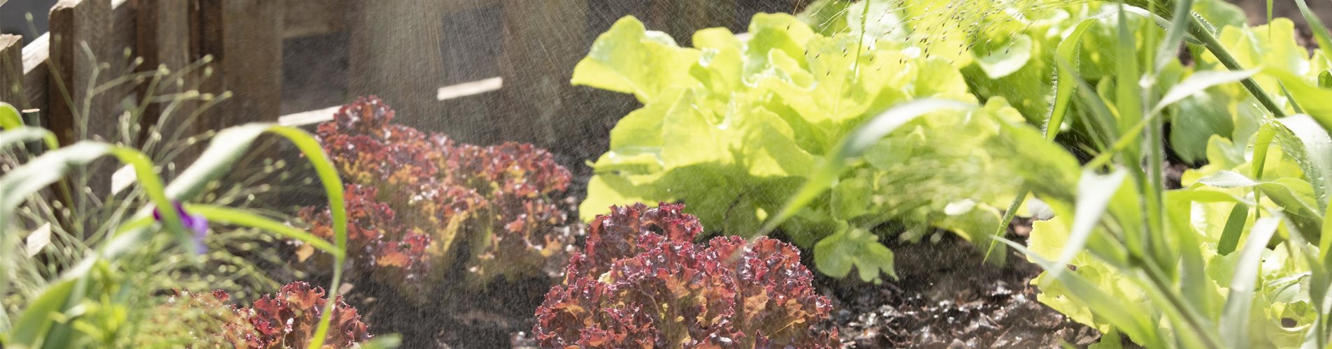 GS593285_Pflanzenschutzmittel auf Salat sprühen_