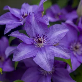 Clematis Esther PBR