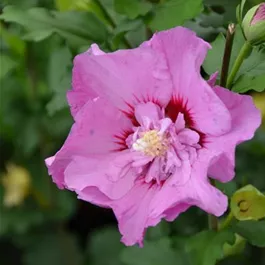 Hibiscus syriacus Tahiti®