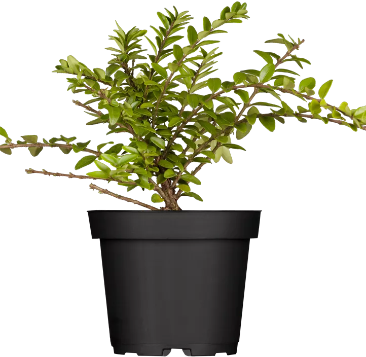 Immergrüne Heckenkirsche