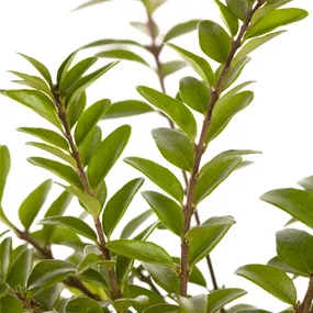 Lonicera nitida Maigrün