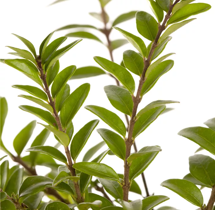 Heckenmyrte 'Maigrün'