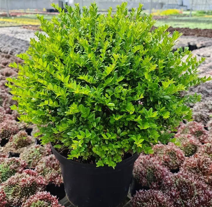 Heckenmyrte 'Garden Clouds® Green Breeze'