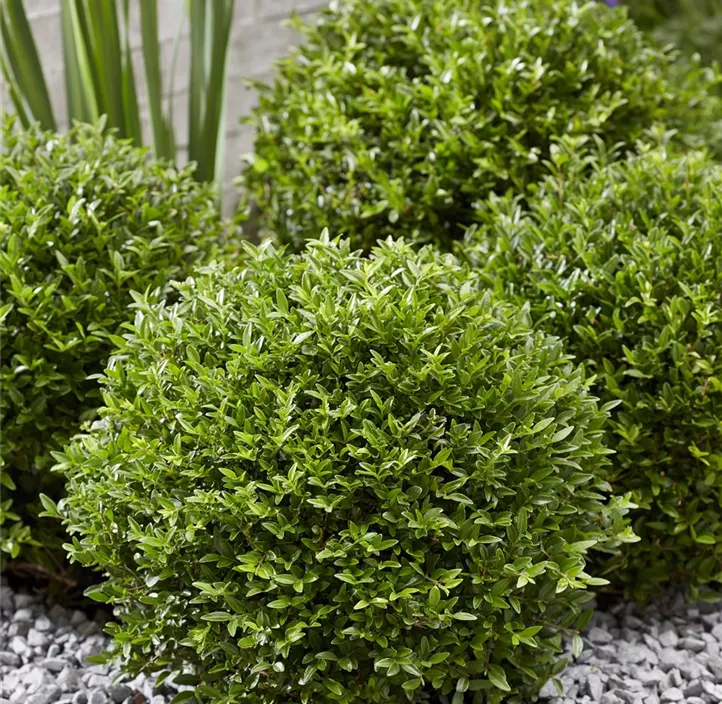 Heckenmyrte 'Garden Clouds® Green Breeze'
