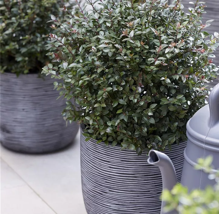 Heckenmyrte 'Garden Clouds® Purple Storm'