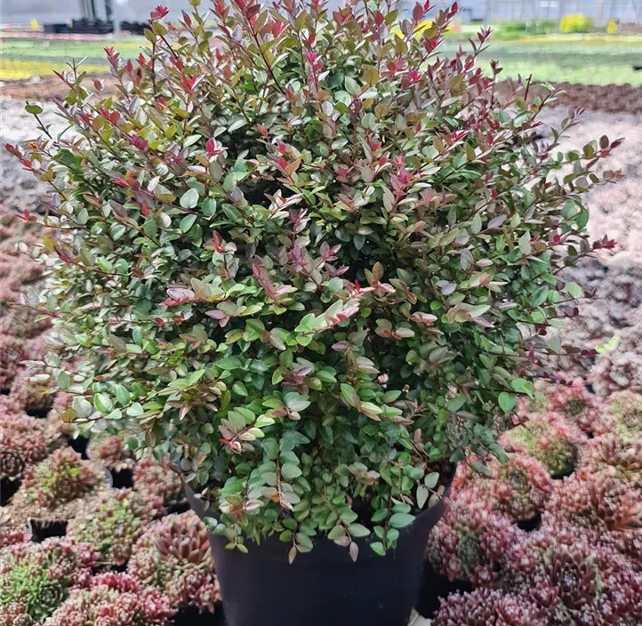 Heckenmyrte 'Garden Clouds® Purple Storm'