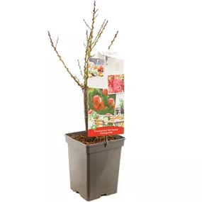 Prunus persica Red Peachy Zwerg