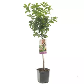 Prunus Pluot Dapple Dandy