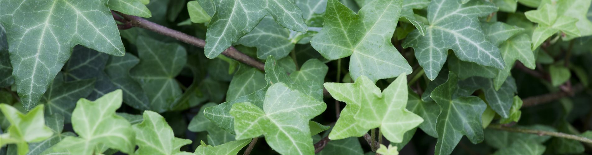 Hedera helix Hedera helix