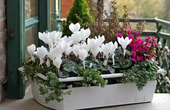 Firefly Ein Balkon Blumenkasten voller weißer Blumen. folgender Inhalt- 3 x Weiße Heide, 1 x Nadelbä.jpg