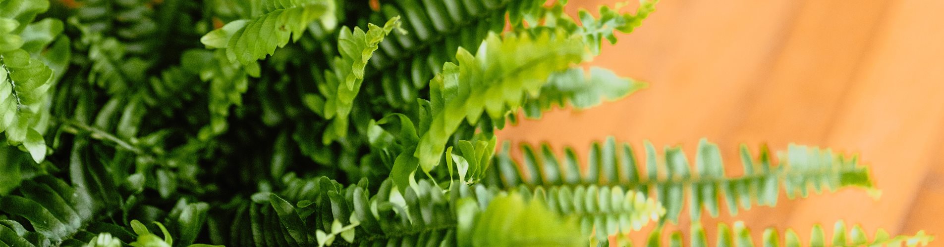 Strelitzie und Farn im Wohnzimmer