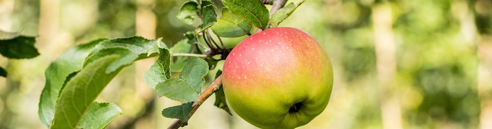 Malus domestica 'Weißer Winterkalvill'