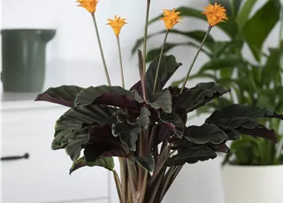 Calathea crocata