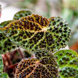 Begonia Ferox