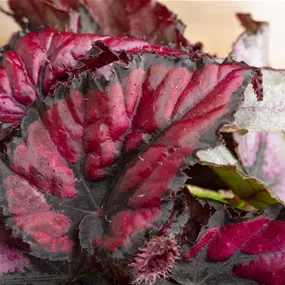 Begonia Rex Red Heart