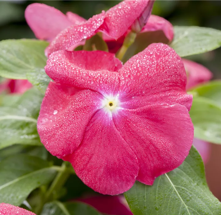 Vinca Mini