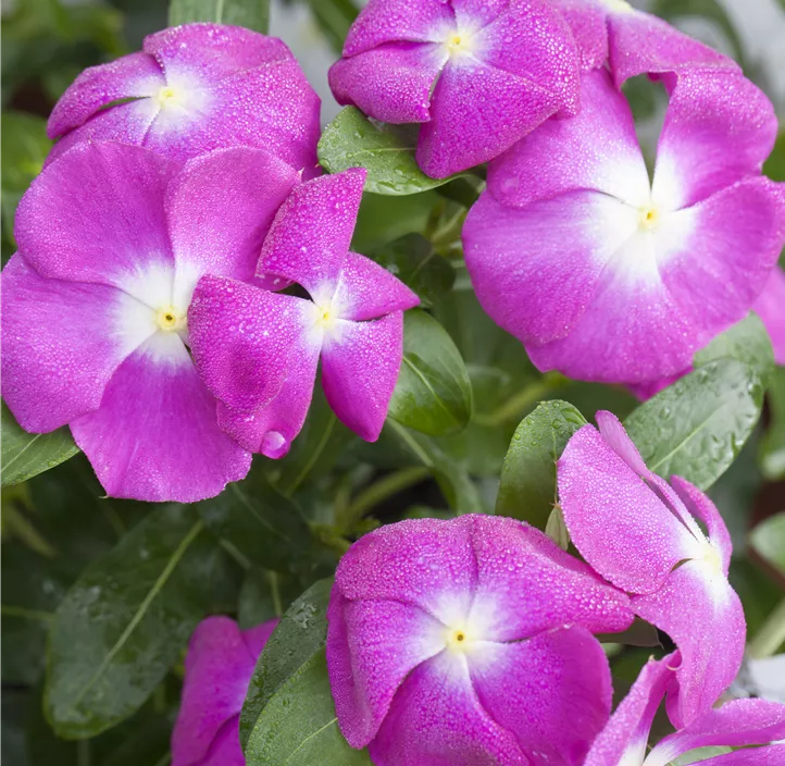 Vinca Mini
