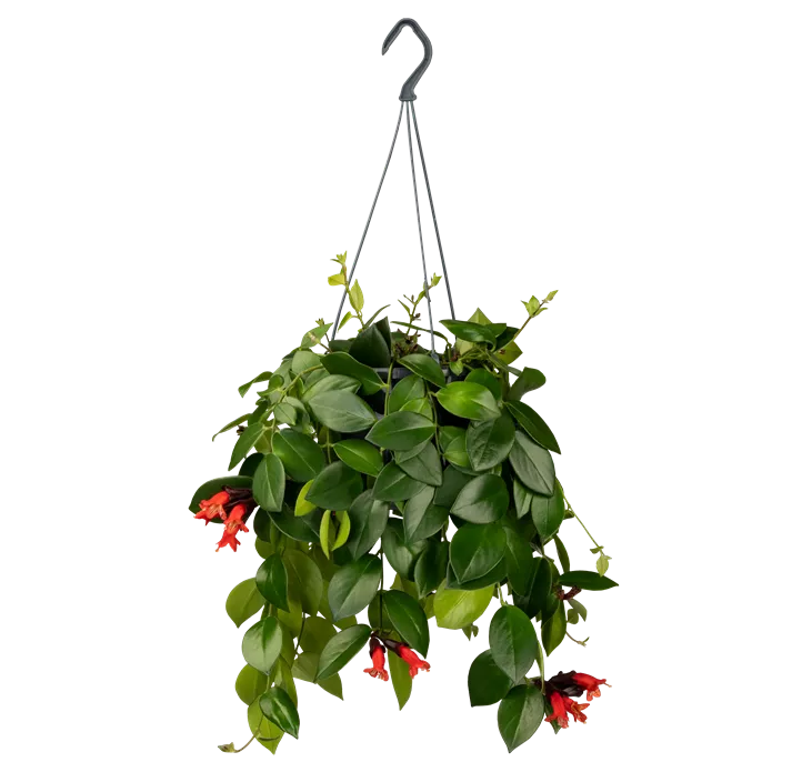 Schamblume 'Mona Lisa'