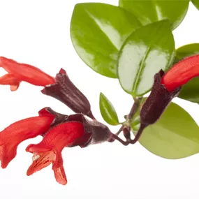 Aeschynanthus marmoratus