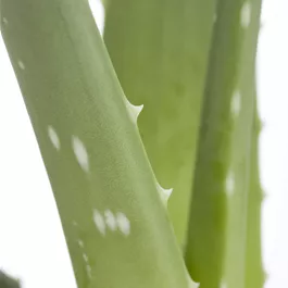 Aloe vera extra groß