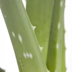 Aloe vera extra groß