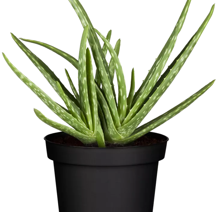 Echte Aloe