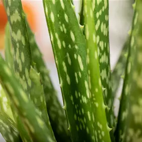 Aloe vera barbadensis
